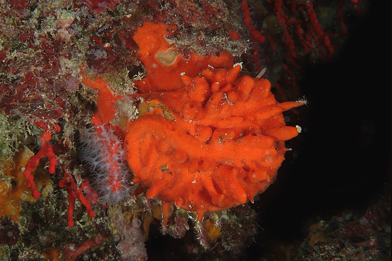 Spondylus gaederopus